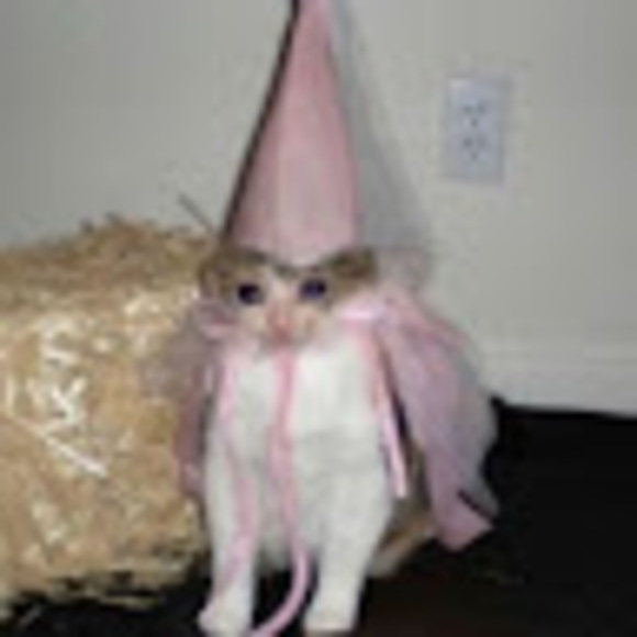 Meet your Posher, Kyraisblue - Picture 1 of 1